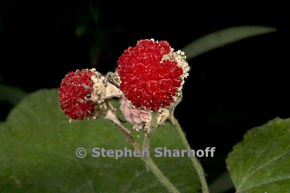 rubus parviflorus 5 graphic